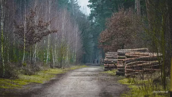 Nadleśnictwo, Las, Las Zakrzewsko-Palędzki