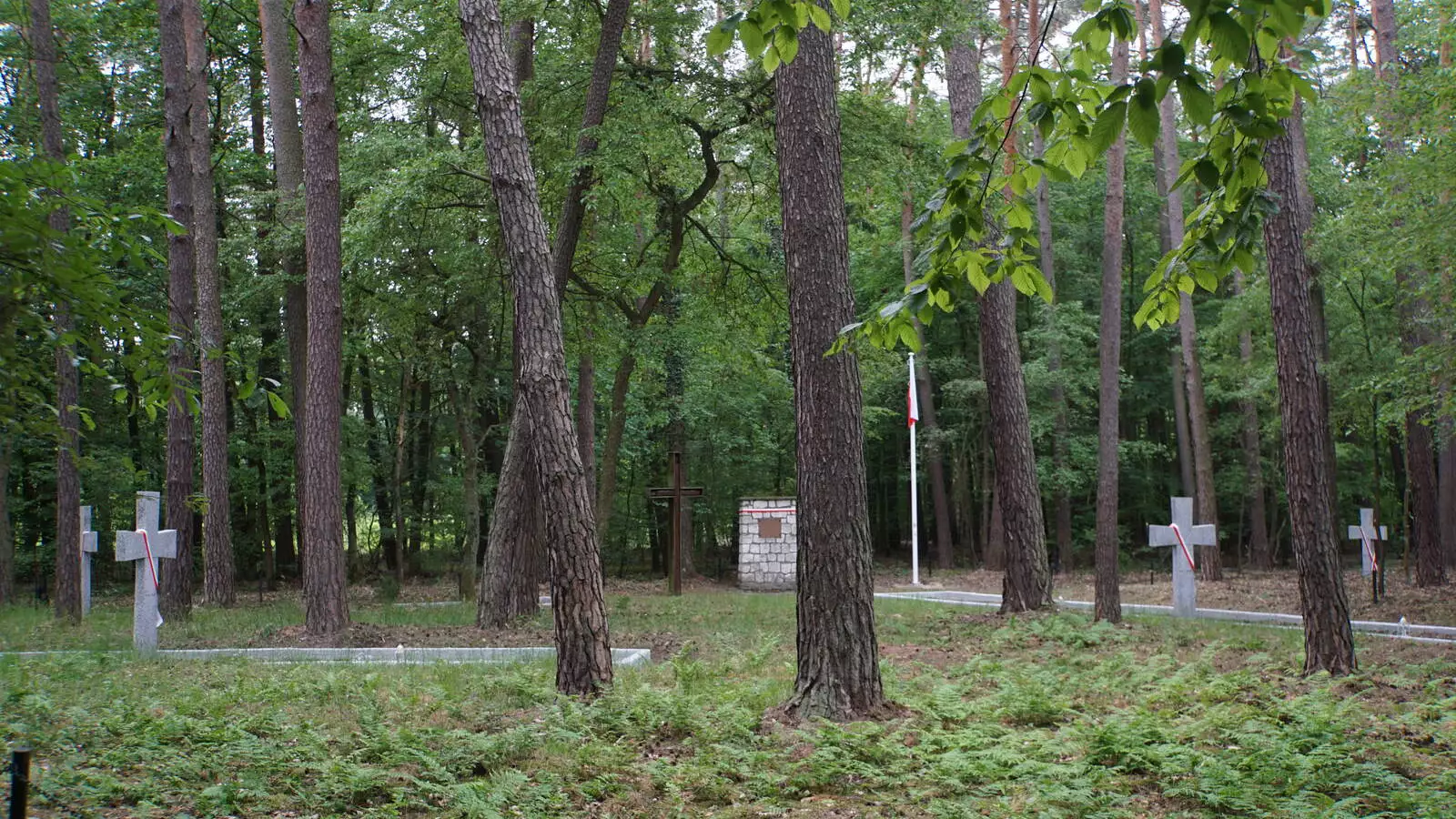 Groby w Lasach Palędzko - Zakrzewskich