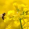 pszczoła