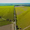 Palędzie - Gołuski