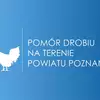 Pomór drobiu