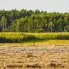 Uproszczone plany urządzenia lasów