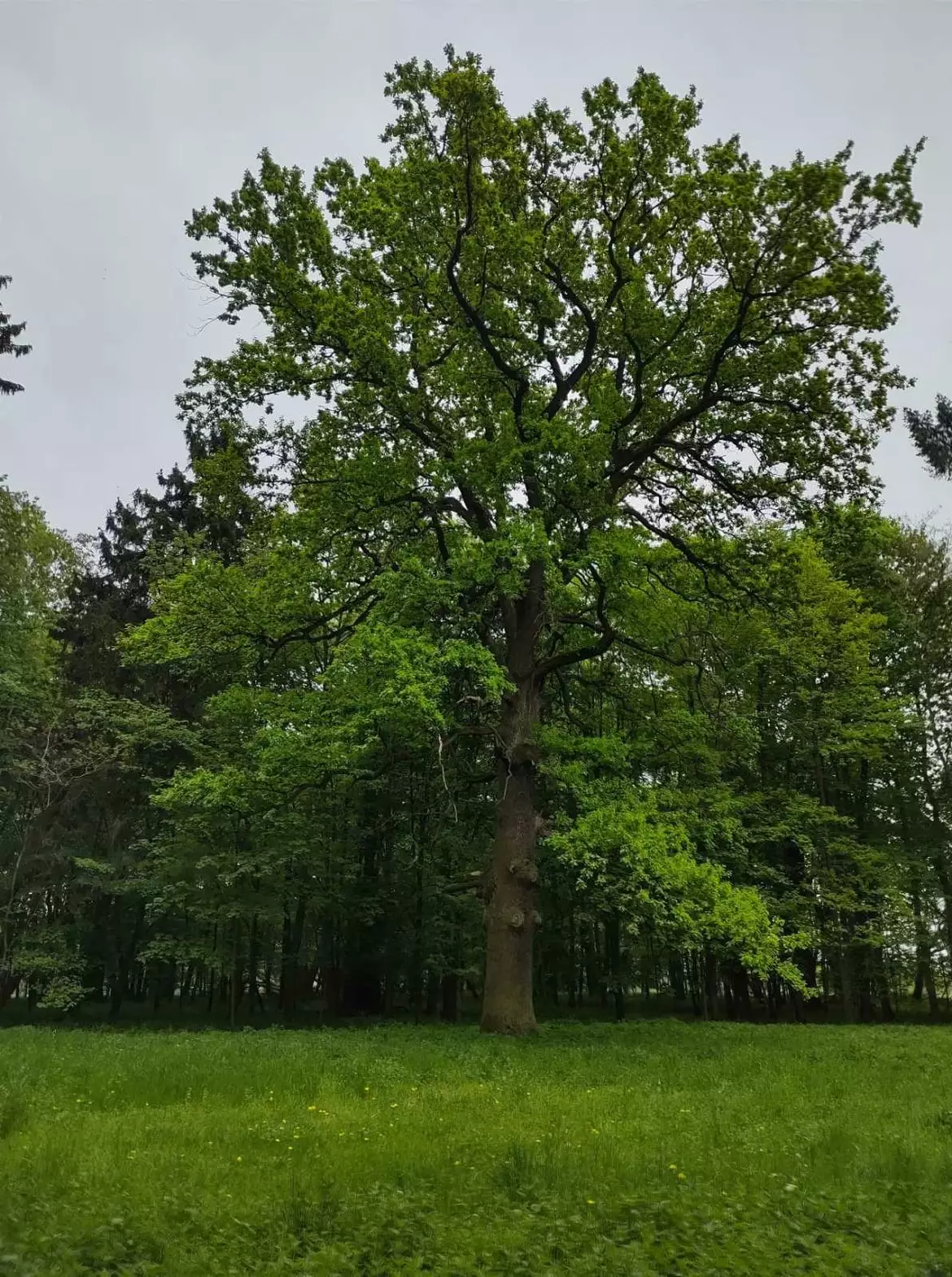 Zabytkowy Park w Dąbrówce, ul. Parkowa