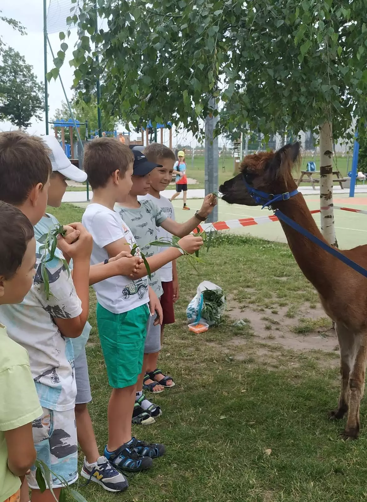 Dzieci karmiące Alpakę