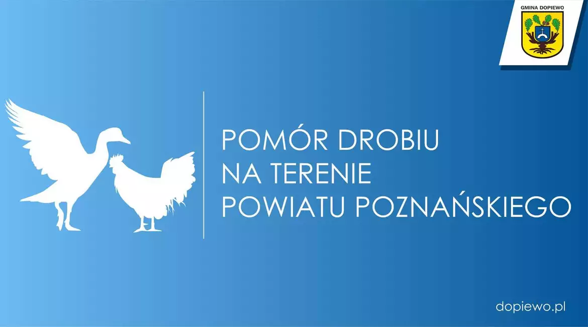Pomór drobiu