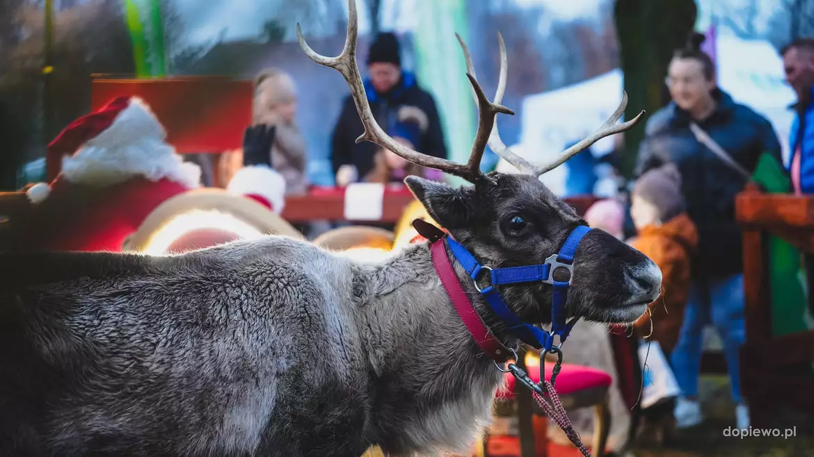 Ubieranie choinki w Dopiewie