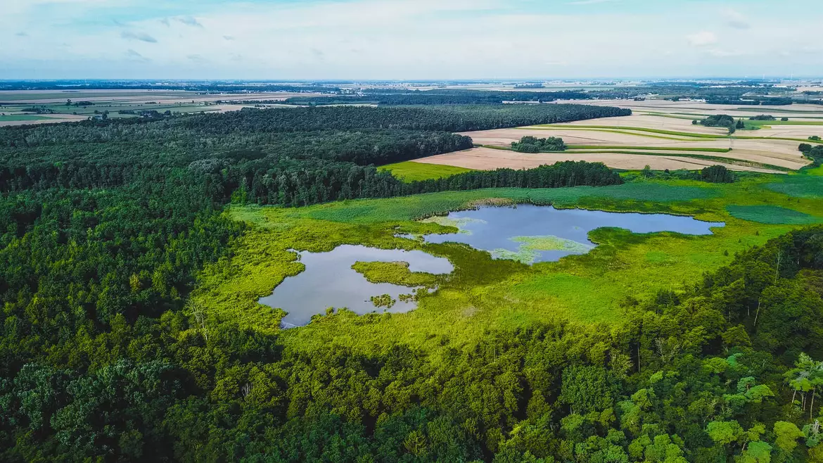 Bagna Trzcielińskie
